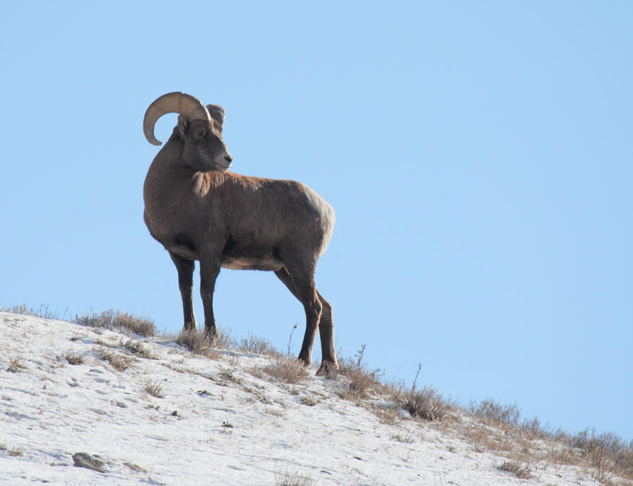 Big Horn Sheep