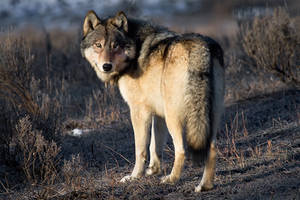 Grey Wolf of Yellowstone b