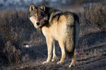 Grey Wolf of Yellowstone b by Iamidaho