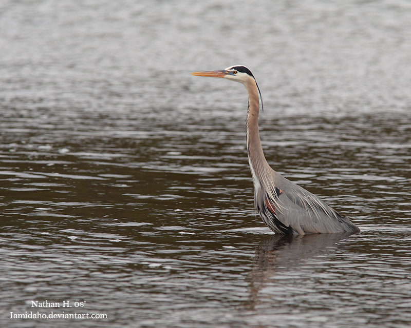 Great Blue Heron