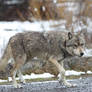 Stock Image: Grey Wolf