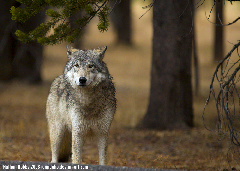 Fall Wolf