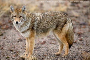 The Overly Friendly Coyote