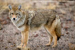 The Overly Friendly Coyote by Iamidaho