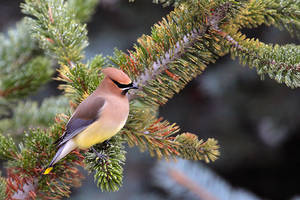 Cedar Waxwing