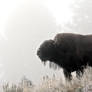 Bison in the fog