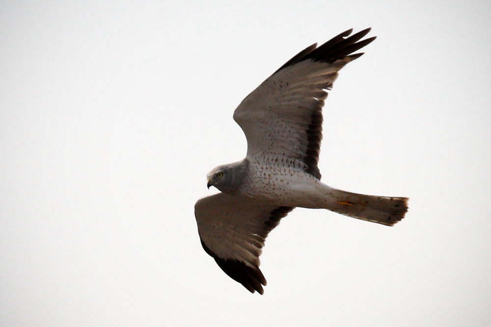 The Northern Harrier