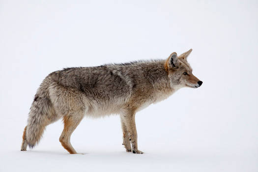 Canis latrans