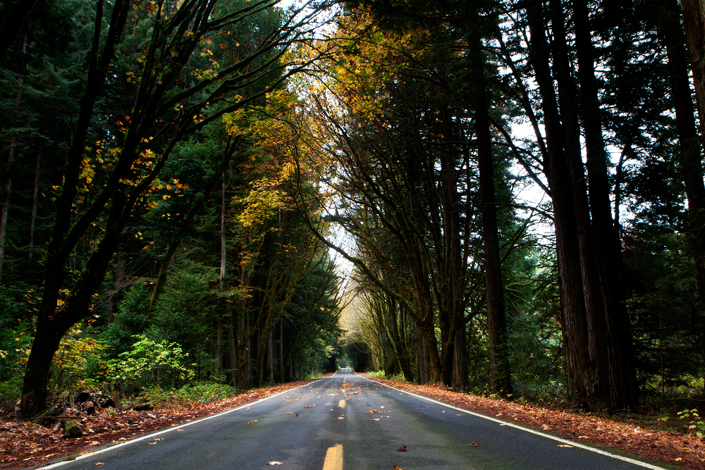 Fall Road