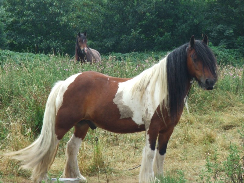 Gypsy Horses