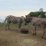 Zebra and Donkey