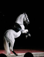 Lipizzaner