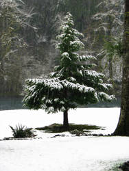 Snowy Pine II Stock