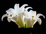 Lily Stock II by Moonchilde-Stock