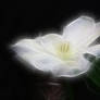 Fantasy FX Flower Stock