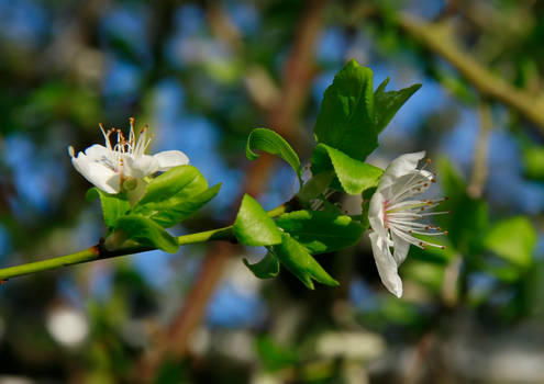 White Flower I Stock