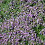 Purple Groundcover Texture