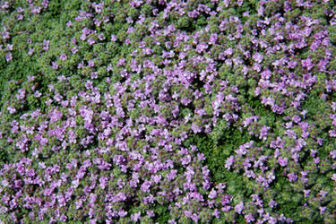 Purple Groundcover Texture