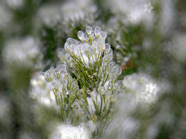 Iced Bokeh I Stock