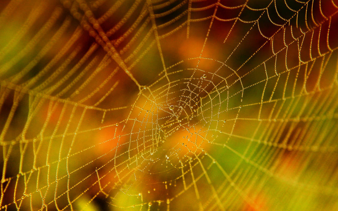 Halloween Spider Web Stock by Moonchilde-Stock