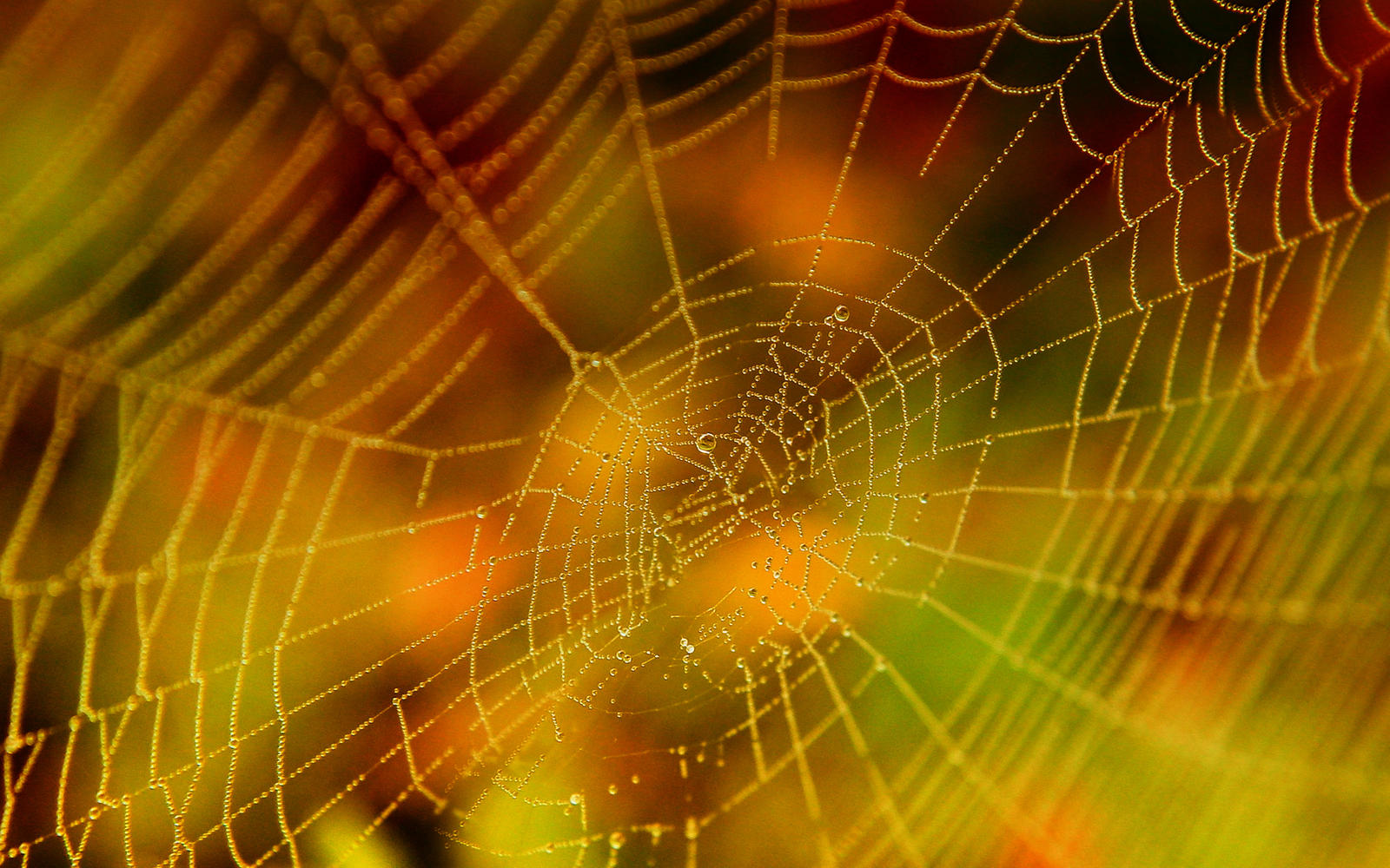 Halloween Spider Web Stock by Moonchilde-Stock