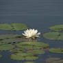 Lily Pad Stock 1