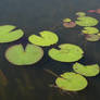 Lily Pad Stock 2