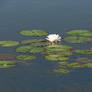 Lily Pad Stock 3