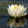 Lily Pad Stock 9