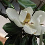 Magnolia Stock