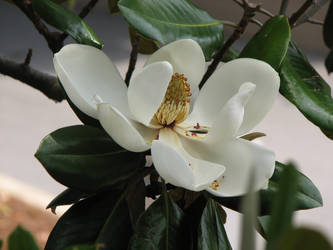 Magnolia Stock