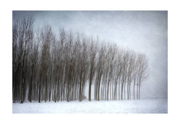 A tree ascending. Oh, pure transcendence!