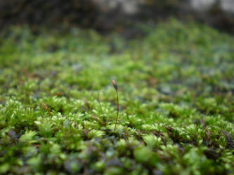 Macromossporophyte original