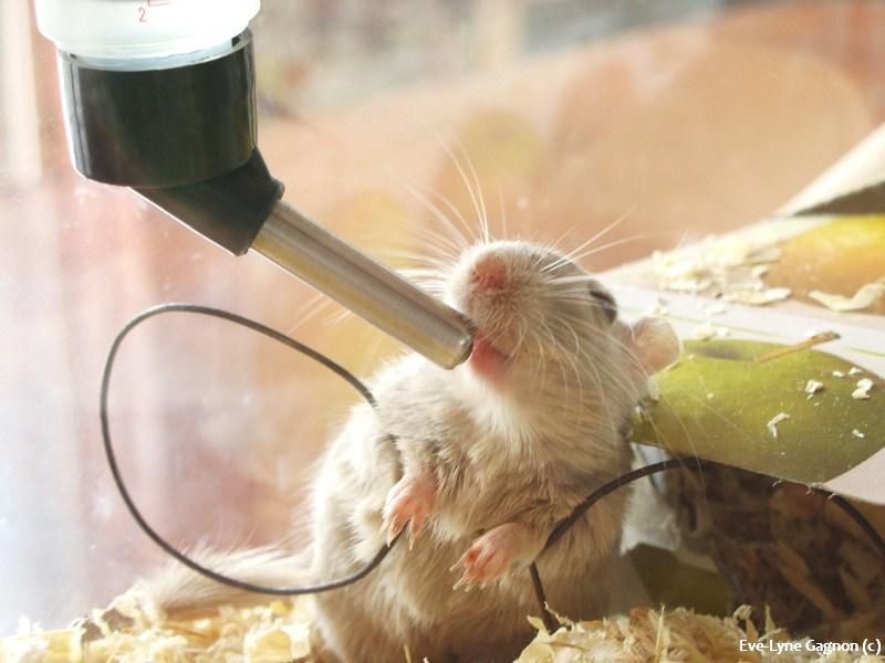 Drinking Gerbil