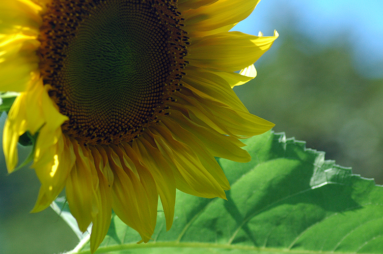 Sunflower 3