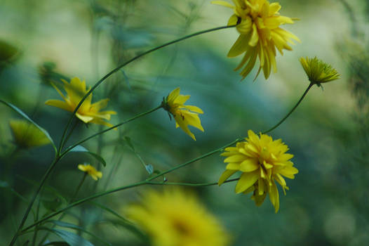 Flowers: Yellow