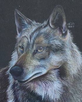 Wolf