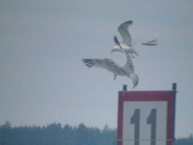 One and one gulls