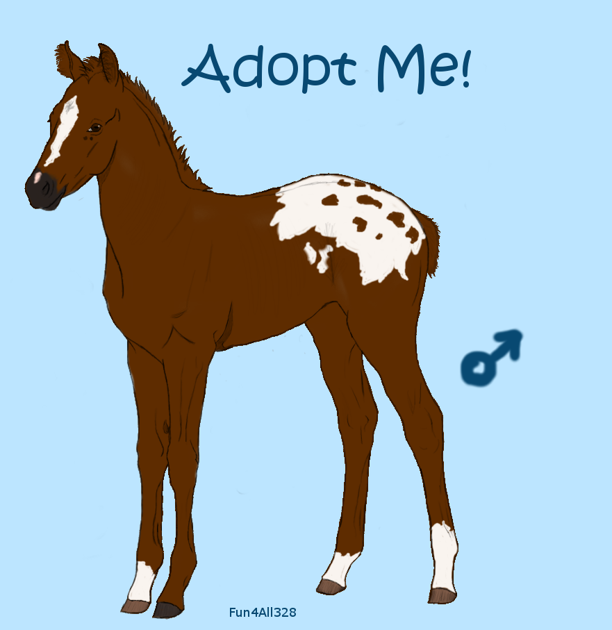 Foal Adoptable 2