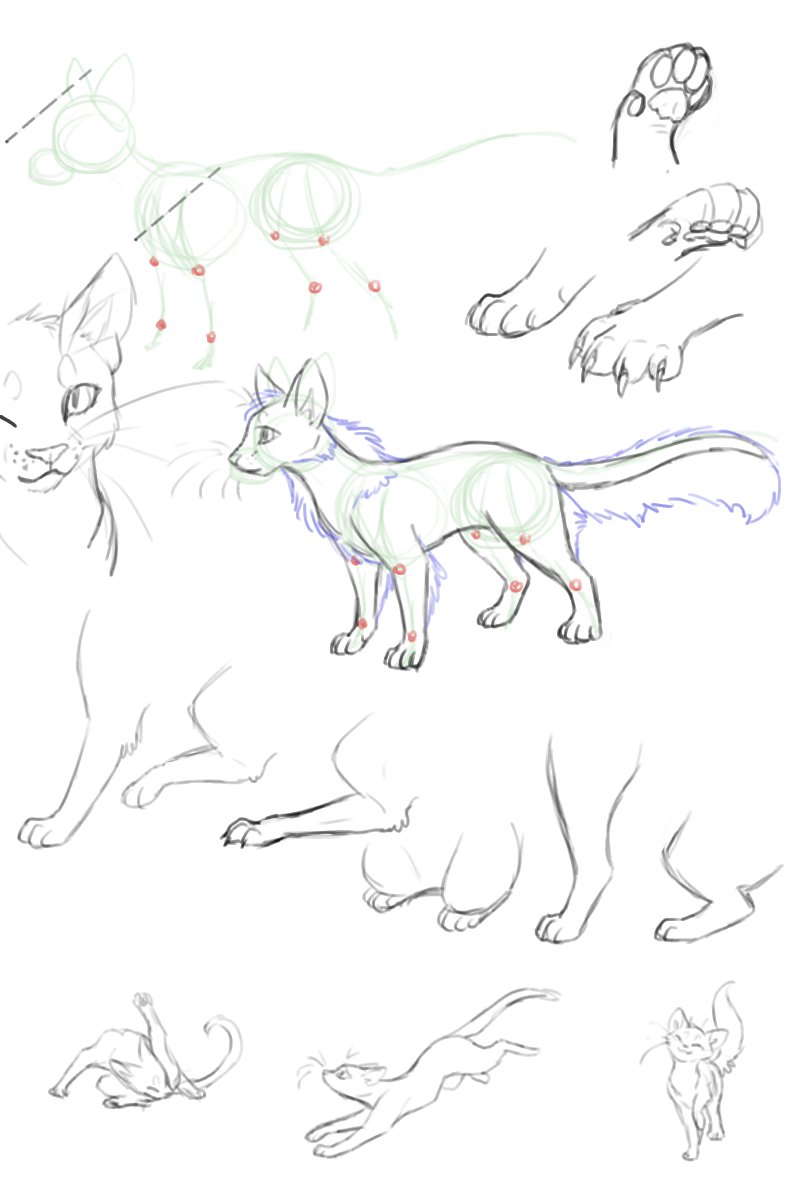 Cat anatomy sketches