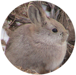 Pygmy Rabbit by shelselle