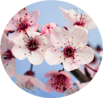 Plum Blossom by shelselle
