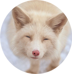 Champagne Fox by shelselle