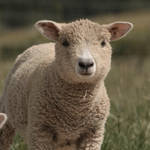 Ryeland Lamb by shelselle