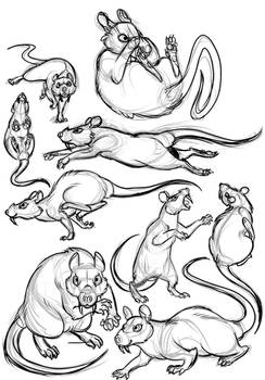 Rat Character Sketches