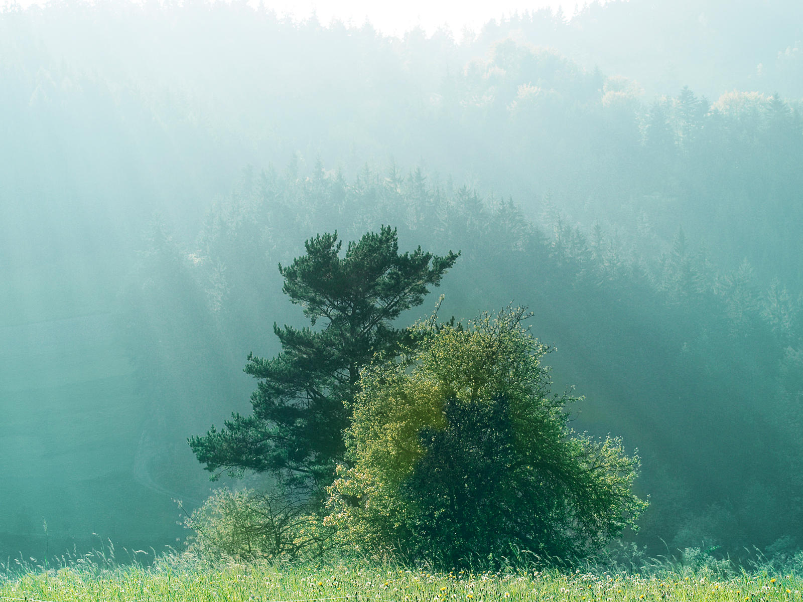 Trees in fog