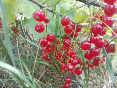 Red currant