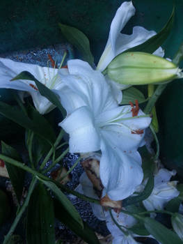 Appretiation of Nature flowers in trash