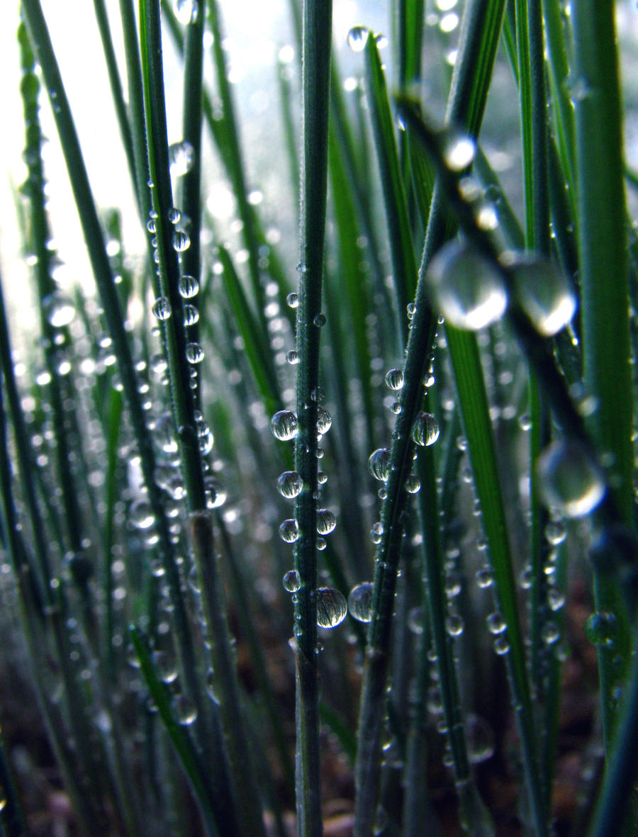 wheatgrass in the morning