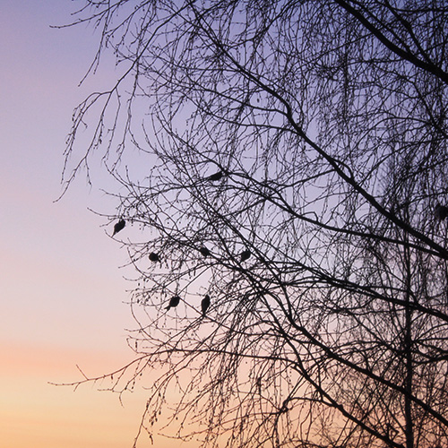 Silhouettes